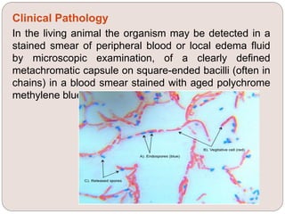 Clinical Pathology
In the living animal the organism may be detected in a
stained smear of peripheral blood or local edema fluid
by microscopic examination, of a clearly defined
metachromatic capsule on square-ended bacilli (often in
chains) in a blood smear stained with aged polychrome
methylene blue.
 