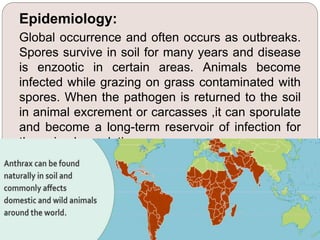 Epidemiology:
Global occurrence and often occurs as outbreaks.
Spores survive in soil for many years and disease
is enzootic in certain areas. Animals become
infected while grazing on grass contaminated with
spores. When the pathogen is returned to the soil
in animal excrement or carcasses ,it can sporulate
and become a long-term reservoir of infection for
the animal population.
 