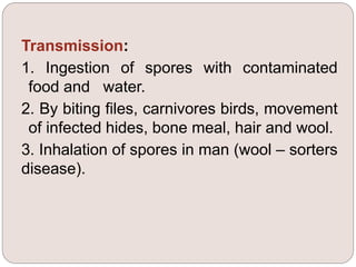 Transmission:
1. Ingestion of spores with contaminated
food and water.
2. By biting files, carnivores birds, movement
of infected hides, bone meal, hair and wool.
3. Inhalation of spores in man (wool – sorters
disease).
 