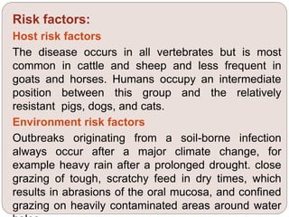 Risk factors:
Host risk factors
The disease occurs in all vertebrates but is most
common in cattle and sheep and less frequent in
goats and horses. Humans occupy an intermediate
position between this group and the relatively
resistant pigs, dogs, and cats.
Environment risk factors
Outbreaks originating from a soil-borne infection
always occur after a major climate change, for
example heavy rain after a prolonged drought. close
grazing of tough, scratchy feed in dry times, which
results in abrasions of the oral mucosa, and confined
grazing on heavily contaminated areas around water
 