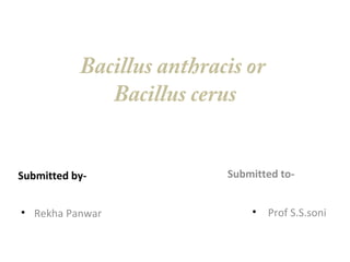 Bacillus anthracis or
Bacillus cerus
Submitted by-
• Rekha Panwar
Submitted to-
• Prof S.S.soni
 