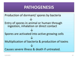 PATHOGENESIS
Production of dormant/ spores by bacteria
↓
Entry of spores in animal or human through
ingestion, inhalation ...