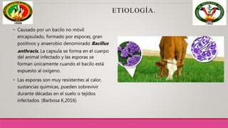 ETIOLOGÍA.
• Causado por un bacilo no móvil
encapsulado, formado por esporas, gran
positivos y anaerobio denominado Bacillus
anthracis. La capsula se forma en el cuerpo
del animal infectado y las esporas se
forman únicamente cuando el bacilo está
expuesto al oxígeno.
• Las esporas son muy resistentes al calor,
sustancias químicas, pueden sobrevivir
durante décadas en el suelo o tejidos
infectados. (Barbosa K,2016)
 