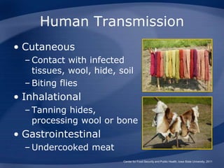Human Transmission
• Cutaneous
– Contact with infected
tissues, wool, hide, soil
– Biting flies
• Inhalational
– Tanning hides,
processing wool or bone
• Gastrointestinal
– Undercooked meat
Center for Food Security and Public Health, Iowa State University, 2011
 