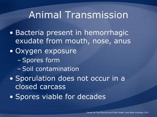 Animal Transmission
• Bacteria present in hemorrhagic
exudate from mouth, nose, anus
• Oxygen exposure
– Spores form
– Soil contamination
• Sporulation does not occur in a
closed carcass
• Spores viable for decades
Center for Food Security and Public Health, Iowa State University, 2011
 
