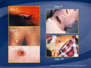 Center for Food Security and Public Health, Iowa State University, 2011
Day 2
Day 4
Day 6
Day 6
Day 10
 