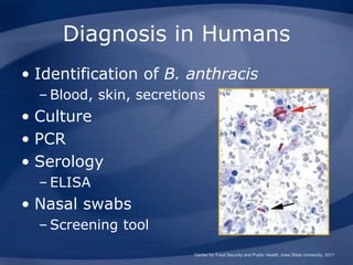 Diagnosis in Humans
• Identification of B. anthracis
– Blood, skin, secretions
• Culture
• PCR
• Serology
– ELISA
• Nasal swabs
– Screening tool
Center for Food Security and Public Health, Iowa State University, 2011
 