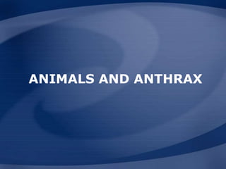 ANIMALS AND ANTHRAX
 