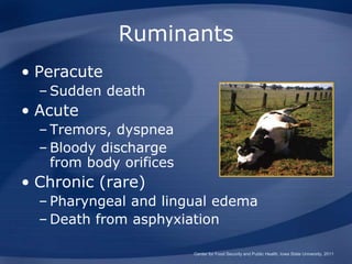 Ruminants
• Peracute
– Sudden death
• Acute
– Tremors, dyspnea
– Bloody discharge
from body orifices
• Chronic (rare)
– Pharyngeal and lingual edema
– Death from asphyxiation
Center for Food Security and Public Health, Iowa State University, 2011
 