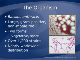 The Organism
• Bacillus anthracis
• Large, gram-positive,
non-motile rod
• Two forms
– Vegetative, spore
• Over 1,200 strains
• Nearly worldwide
distribution
Center for Food Security and Public Health, Iowa State University, 2011
 
