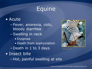 Equine
• Acute
– Fever, anorexia, colic,
bloody diarrhea
– Swelling in neck
• Dyspnea
• Death from asphyxiation
– Death in 1 to 3 days
• Insect bite
– Hot, painful swelling at site
Center for Food Security and Public Health, Iowa State University, 2011
Photo from WHO
 