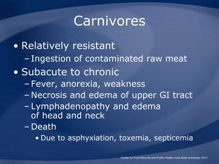 Carnivores
• Relatively resistant
– Ingestion of contaminated raw meat
• Subacute to chronic
– Fever, anorexia, weakness
– Necrosis and edema of upper GI tract
– Lymphadenopathy and edema
of head and neck
– Death
• Due to asphyxiation, toxemia, septicemia
Center for Food Security and Public Health, Iowa State University, 2011
 
