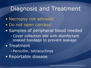 Diagnosis and Treatment
• Necropsy not advised!
• Do not open carcass!
• Samples of peripheral blood needed
– Cover collection site with disinfectant
soaked bandage to prevent leakage
• Treatment
– Penicillin, tetracyclines
• Reportable disease
Center for Food Security and Public Health, Iowa State University, 2011
 