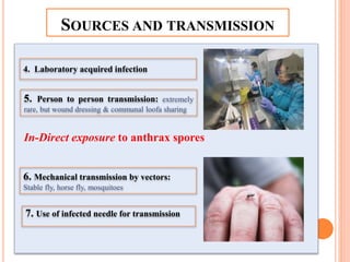 In-Direct exposure to anthrax spores
SOURCES AND TRANSMISSION
4. Laboratory acquired infection
5. Person to person transmission: extremely
rare, but wound dressing & communal loofa sharing
6. Mechanical transmission by vectors:
Stable fly, horse fly, mosquitoes
7. Use of infected needle for transmission
 