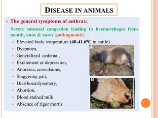 DISEASE IN ANIMALS
 The general symptoms of anthrax:
Severe mucosal congestion leading to haemorrhages from
mouth, anus & nares (pathognomic)
 Elevated body temperature (40-41.60C in cattle)
 Dyspnoea,
 Generalized oedema ,
 Excitement or depression,
 Anorexia, convulsions,
 Staggering gait,
 Diarrhoea/dysentery,
 Abortion,
 Blood stained milk
 Absence of rigor mortis
 