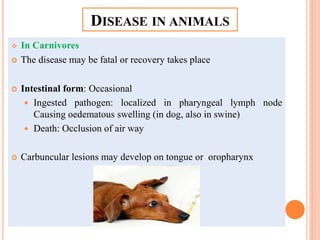  In Carnivores
 The disease may be fatal or recovery takes place
 Intestinal form: Occasional
 Ingested pathogen: localized in pharyngeal lymph node
Causing oedematous swelling (in dog, also in swine)
 Death: Occlusion of air way
 Carbuncular lesions may develop on tongue or oropharynx
DISEASE IN ANIMALS
 