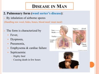 DISEASE IN MAN
2. Pulmonary form (wool sorter’s disease):
 By inhalation of airborne spores
(Handling raw wool, hides, bones, blood meal/ meat meal)
 The form is characterized by
 Fever,
 Dyspnoea,
 Pneumonia,
 Emphysema & cardiac failure
 Septicaemia:
 Highly fatal
 Causing death in few hours
 
