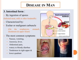 3. Intestinal form :
 By ingestion of spores
(Infected meat, milk or other foodstuffs)
 Characterized by:
 Eschar or malignant carbuncle
 The most common symptoms
 Nausea, vomiting,
 Anorexia, fever,
 Abdominal pain,
 watery to bloody diarrhea
 Tenderness in right upper &
 lower quadrant
DISEASE IN MAN
(On the oropharynx, stomach,
duodenum & upper ileum)
 
