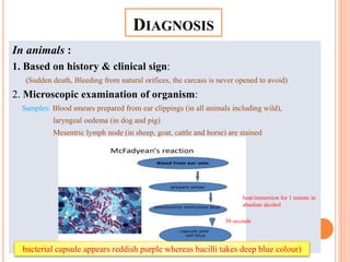 DIAGNOSIS
In animals :
1. Based on history & clinical sign:
(Sudden death, Bleeding from natural orifices, the carcass is never opened to avoid)
2. Microscopic examination of organism:
Samples: Blood smears prepared from ear clippings (in all animals including wild),
laryngeal oedema (in dog and pig)
Mesentric lymph node (in sheep, goat, cattle and horse) are stained
heat/immersion for 1 minute in
absolute alcohol
30 seconds
bacterial capsule appears reddish purple whereas bacilli takes deep blue colour)
 