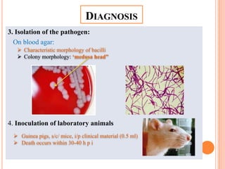 3. Isolation of the pathogen:
On blood agar:
4. Inoculation of laboratory animals
DIAGNOSIS
 Guinea pigs, s/c/ mice, i/p clinical material (0.5 ml)
 Death occurs within 30-40 h p i
 Characteristic morphology of bacilli
 Colony morphology: ‘medusa head”
 