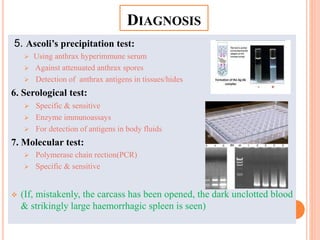5. Ascoli’s precipitation test:
 Using anthrax hyperimmune serum
 Against attenuated anthrax spores
 Detection of anthrax antigens in tissues/hides
6. Serological test:
 Specific & sensitive
 Enzyme immunoassays
 For detection of antigens in body fluids
7. Molecular test:
 Polymerase chain rection(PCR)
 Specific & sensitive
 (If, mistakenly, the carcass has been opened, the dark unclotted blood
& strikingly large haemorrhagic spleen is seen)
DIAGNOSIS
 