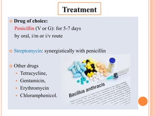  Drug of choice:
Penicillin (V or G): for 5-7 days
by oral, i/m or i/v route
 Streptomycin: synergistically with penicillin
 Other drugs
 Tetracycline,
 Gentamicin,
 Erythromycin
 Chloramphenicol.
Treatment
 