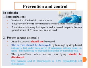 In animals:
1. Immunization :
 Vaccination of animals in endemic areas
 Single dose of Sterne vaccine (attenuated live spore vaccine , s/c)
 A vaccine containing live spores and a toxoid prepared from a
special strain of B. anthracis is also used
2. Proper carcass disposal :
 An anthrax carcass should not be opened
 The carcass should be destroyed: by burning/ by deep burial
(Atleast 6 feet under thick cover of anhydrous calcium oxide i.e.
quick - lime following its chemical disinfection by formaline etc.).
 The ground/area where carcass was lying should be
disinfected
(3% peracetic acid (8 litres/meter2) or 3-5% formaldehyde (40
litres/carcass)
Prevention and control
 