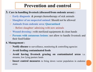 3. Care in handling livestock (diseased/from endemic areas) :
 Early diagnosis & prompt chemotherapy of sick animals
 Slaughter of an suspected animal: Should not be allowed
 Animals from endemic area: Quarantined
 Before slaughter/ admixing with new animals
 Wound dressing : with sterilized equipments & clean hands
 Persons with cutaneous lesions: not allow to handle livestock and
their feed/fodder
4. Management :
 Notify disease to surveillance, monitoring & controlling agencies
 Avoid feeding contaminated feeds
 Avoid having livestock grazing on contaminated areas i.e.
streams, low lying pasture lands
 Insect control measures to bring down vector population in endemic
areas
Prevention and control
 