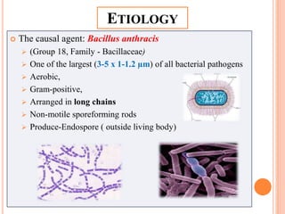 ETIOLOGY
 The causal agent: Bacillus anthracis
 (Group 18, Family - Bacillaceae)
 One of the largest (3-5 x 1-1.2 µm) of all bacterial pathogens
 Aerobic,
 Gram-positive,
 Arranged in long chains
 Non-motile sporeforming rods
 Produce-Endospore ( outside living body)
 