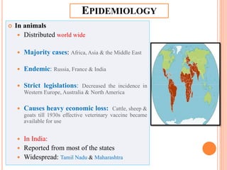 EPIDEMIOLOGY
 In animals
 Distributed world wide
 Majority cases: Africa, Asia & the Middle East
 Endemic: Russia, France & India
 Strict legislations: Decreased the incidence in
Western Europe, Australia & North America
 Causes heavy economic loss: Cattle, sheep &
goats till 1930s effective veterinary vaccine became
available for use
 In India:
 Reported from most of the states
 Widespread: Tamil Nadu & Maharashtra
 