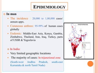  In man
 The incidence : 20,000 to 1,00,000 cases/
annum appx.
 Cutaneous anthrax: 95-99% of human cases
globally
 Endemic: Middle-East Asia, Kenya, Gambia,
Zimbabwe, Thailand, Iran, Iraq, Turkey, parts
of USSR & Yugoslavia
 In India:
 Very limited geographic locations
 The majority of cases: In trijunctional zone
(South-west Andhra Pradesh, south-east
Karnataka & north Tamil Nadu)
EPIDEMIOLOGY
 