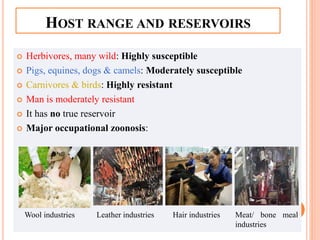 HOST RANGE AND RESERVOIRS
 Herbivores, many wild: Highly susceptible
 Pigs, equines, dogs & camels: Moderately susceptible
 Carnivores & birds: Highly resistant
 Man is moderately resistant
 It has no true reservoir
 Major occupational zoonosis:
Wool industries Hair industries Meat/ bone meal
industries
Leather industries
 