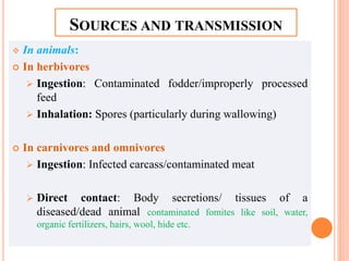SOURCES AND TRANSMISSION
 In animals:
 In herbivores
 Ingestion: Contaminated fodder/improperly processed
feed
 Inhalation: Spores (particularly during wallowing)
 In carnivores and omnivores
 Ingestion: Infected carcass/contaminated meat
 Direct contact: Body secretions/ tissues of a
diseased/dead animal contaminated fomites like soil, water,
organic fertilizers, hairs, wool, hide etc.
 