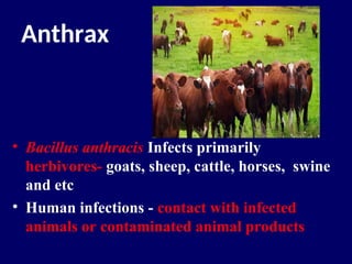 ANTHRAX.ppt. ninja anthraxxxxxxxxxxxxxxx | PPT