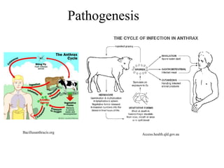 Comprehensive Overview of Anthrax: Pathogenesis, Diagnosis, and ...