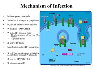 Comprehensive Overview of Anthrax: Pathogenesis, Diagnosis, and ...