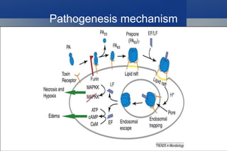 Farm woman in Connecticut 