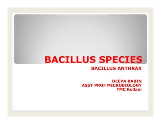 BACILLUS SPECIES
         BACILLUS ANTHRAX

                  DEEPA BABIN
      ASST PROF MICROBIOLOGY
                    TMC Kollam
 
