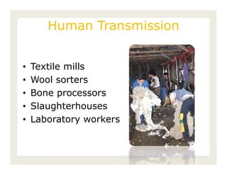 Human Transmission


•   Textile mills
•   Wool sorters
•   Bone processors
•   Slaughterhouses
•   Laboratory workers


                         Center for Food Security and Public Health, Iowa State
                         University, 2011
 