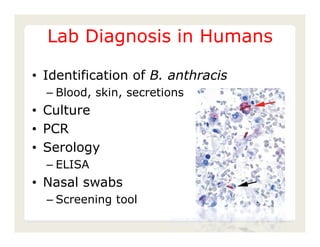 Lab Diagnosis in Humans

• Identification of B. anthracis
  – Blood, skin, secretions
• Culture
• PCR
• Serology
  – ELISA
• Nasal swabs
  – Screening tool
                        Center for Food Security and Public Health, Iowa State
                        University, 2011
 