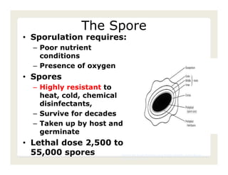 The Spore
• Sporulation requires:
  – Poor nutrient
    conditions
  – Presence of oxygen
• Spores
  – Highly resistant to
    heat, cold, chemical
    disinfectants,
  – Survive for decades
  – Taken up by host and
    germinate
• Lethal dose 2,500 to
  55,000 spores          Center for Food Security and Public Health, Iowa State
                         University, 2011
 