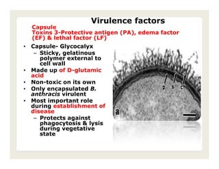 Virulence factors
  Capsule
  Toxins 3-Protective antigen (PA), edema factor
  (EF) & lethal factor (LF)
• Capsule- Glycocalyx
   – Sticky, gelatinous
     polymer external to
     cell wall
• Made up of D-glutamic
  acid
• Non-toxic on its own
• Only encapsulated B.
  anthracis virulent
• Most important role
  during establishment of
  disease
   – Protects against
     phagocytosis & lysis
     during vegetative
     state
 