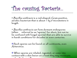 Bacillus anthracis  is a rod-shaped, Gram-positive, aerobic bacterium that is about 1 by 9 micrometers in length.  Bacillus anthracis  can form dormant endospores (often  referred to as "spores" for short, but not to be confused with fungal spores) that are able to survive in harsh conditions for decades or even centuries.  Such spores can be found on all continents, even Antarctica. When spores are inhaled, ingested, or come into contact with a skin lesion on a host they may reactivate and multiply rapidly.  The causing Bacteria... 