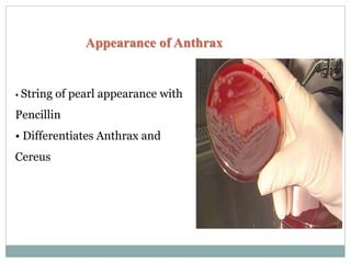Appearance of Anthrax
• String of pearl appearance with
Pencillin
• Differentiates Anthrax and
Cereus
 