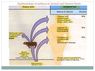 Epidemiology of Anthrax in Animal and Human Hosts
 