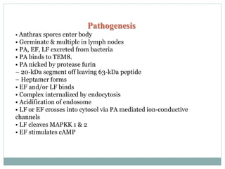 Pathogenesis
• Anthrax spores enter body
• Germinate & multiple in lymph nodes
• PA, EF, LF excreted from bacteria
• PA binds to TEM8.
• PA nicked by protease furin
– 20-kDa segment off leaving 63-kDa peptide
– Heptamer forms
• EF and/or LF binds
• Complex internalized by endocytosis
• Acidification of endosome
• LF or EF crosses into cytosol via PA mediated ion-conductive
channels
• LF cleaves MAPKK 1 & 2
• EF stimulates cAMP
 