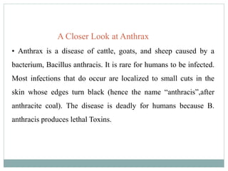 A Closer Look at Anthrax
• Anthrax is a disease of cattle, goats, and sheep caused by a
bacterium, Bacillus anthracis. It is rare for humans to be infected.
Most infections that do occur are localized to small cuts in the
skin whose edges turn black (hence the name “anthracis”,after
anthracite coal). The disease is deadly for humans because B.
anthracis produces lethal Toxins.
 