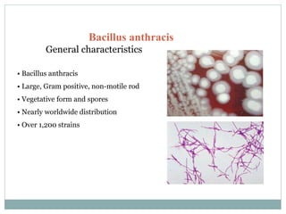 Bacillus anthracis
General characteristics
• Bacillus anthracis
• Large, Gram positive, non-motile rod
• Vegetative form and spores
• Nearly worldwide distribution
• Over 1,200 strains
 