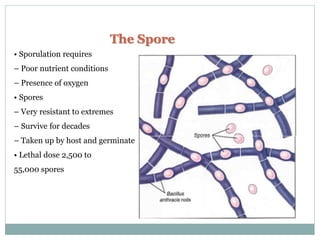 The Spore
• Sporulation requires
– Poor nutrient conditions
– Presence of oxygen
• Spores
– Very resistant to extremes
– Survive for decades
– Taken up by host and germinate
• Lethal dose 2,500 to
55,000 spores
 