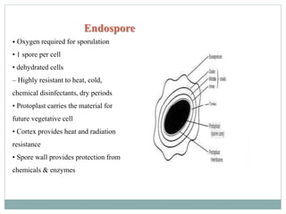 Endospore
• Oxygen required for sporulation
• 1 spore per cell
• dehydrated cells
– Highly resistant to heat, cold,
chemical disinfectants, dry periods
• Protoplast carries the material for
future vegetative cell
• Cortex provides heat and radiation
resistance
• Spore wall provides protection from
chemicals & enzymes
 